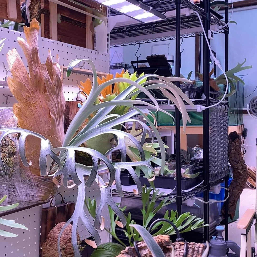 无花朵野银板植鹿角蕨