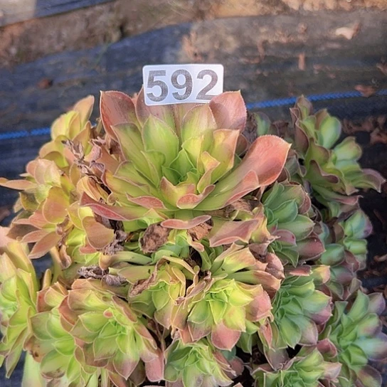 艾***姐多肉植物一个少华