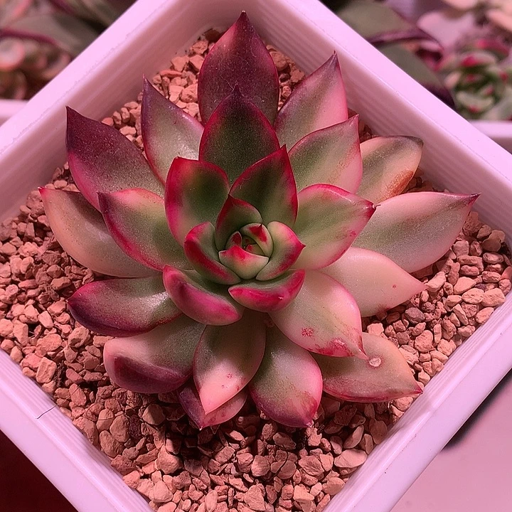 紫丽娜锦锦锦锦锦锦锦