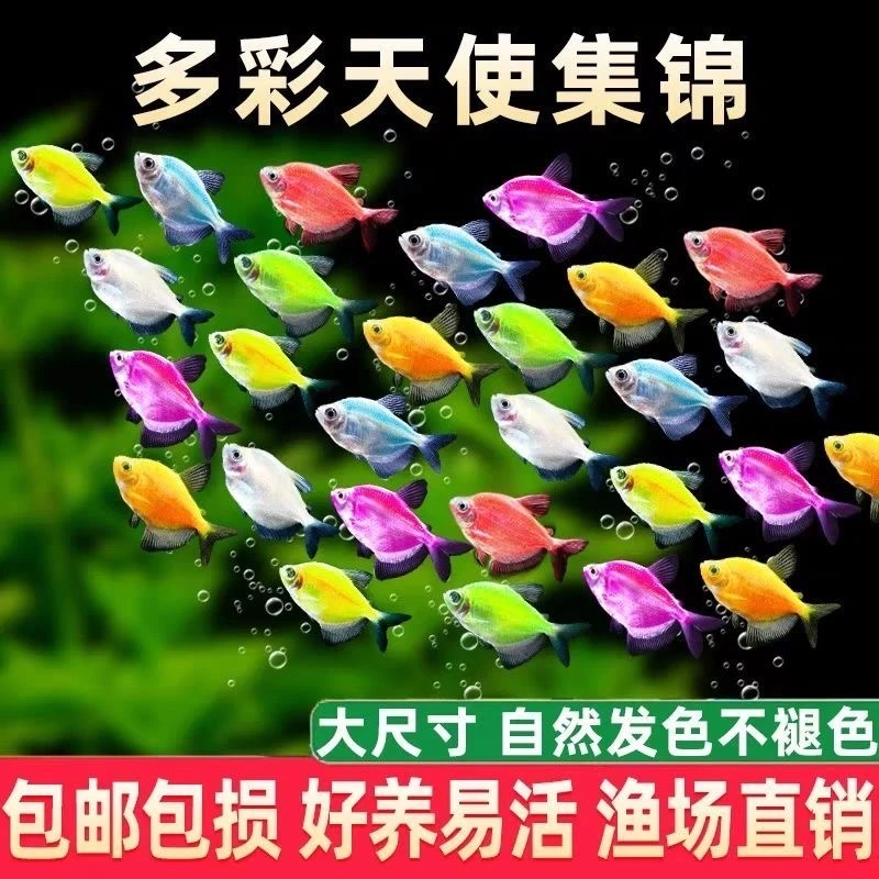 七彩天使鱼小型热带观赏鱼颜色丰富群游好养适合新手