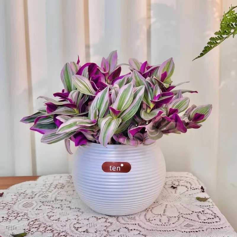 浓情绿艺油画婚礼吊兰大棵多肉紫露兰桌面花卉绿植盆栽水培植物