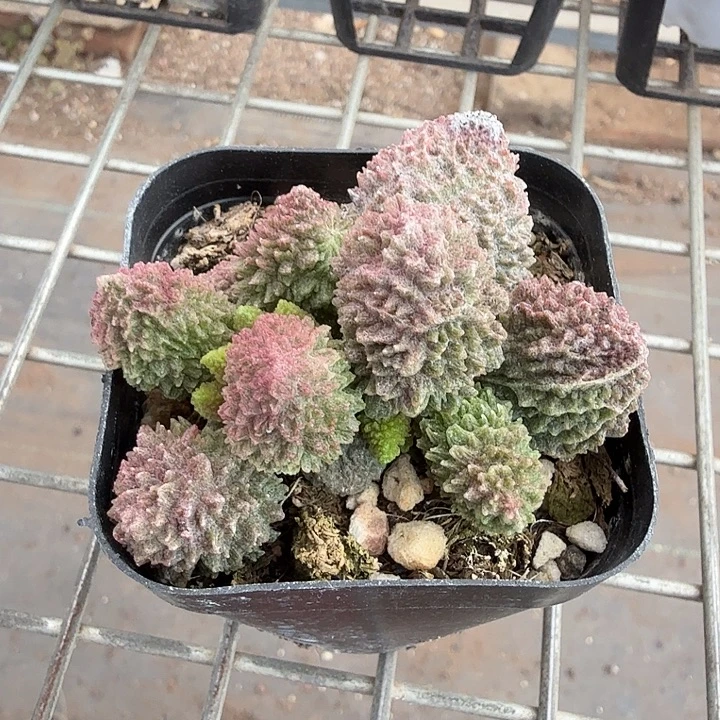大尤珠子玉6仙人球