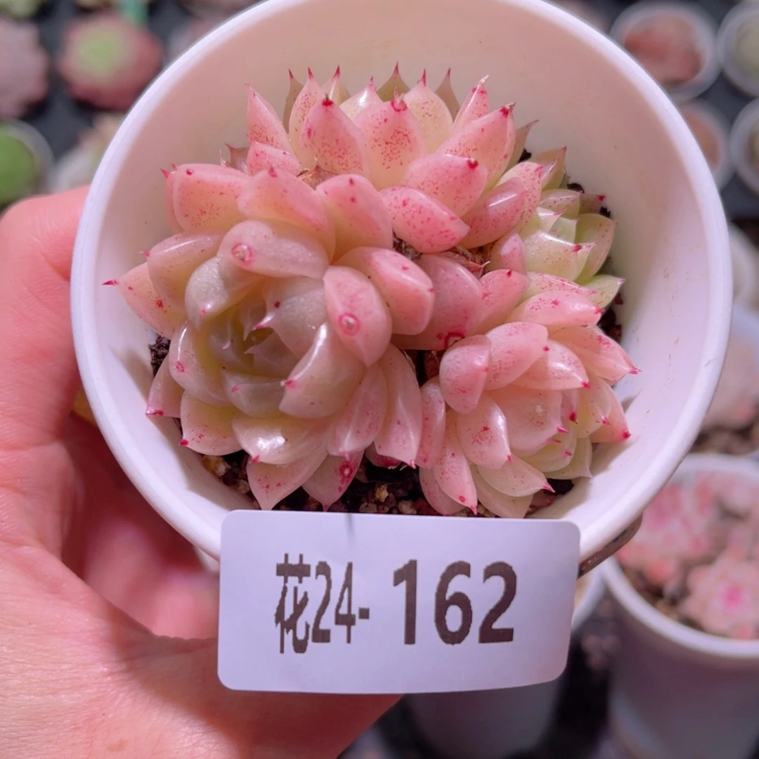 花利美24-162麦秆群