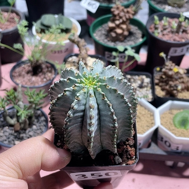 350实生白衣魁伟玉