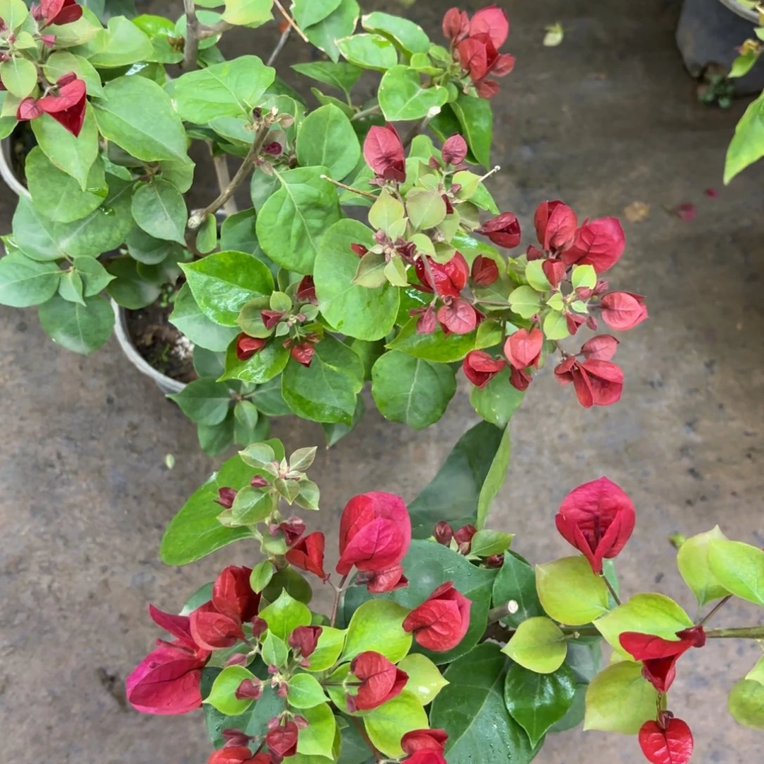 全部花苞（血红）三角梅会落花落叶会光杆苗有大有小