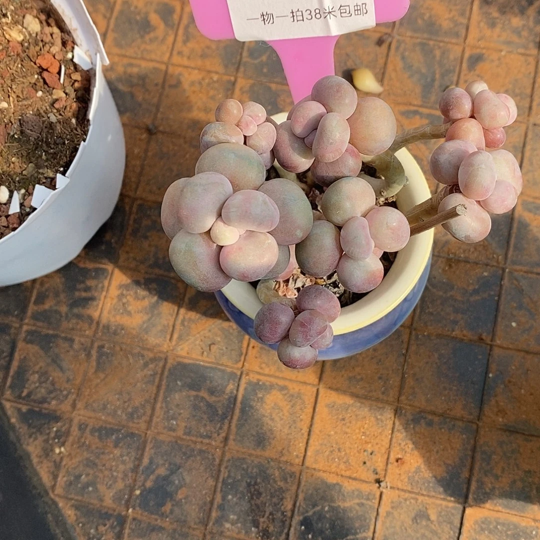 237咯去咯分钟我想我呢