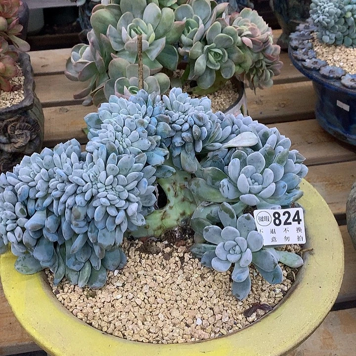 菩提子缀化 可爱玫瑰缀化 非偏远38包邮 节后发