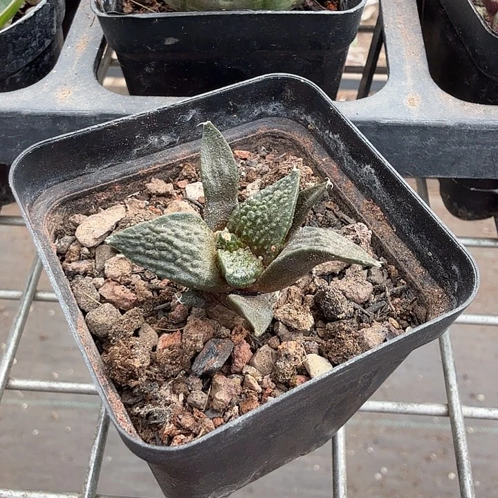 实生牡丹单头3仙人球