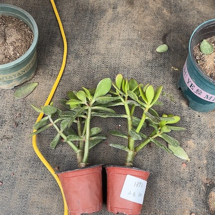 q***戏当前无花栽培后可以开花韩国紫叶20