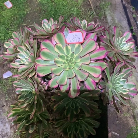 涡****鸡5878舞天姬多肉植物