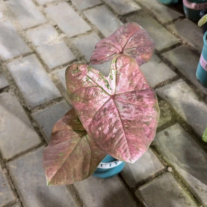 泰国彩叶芋59-0816