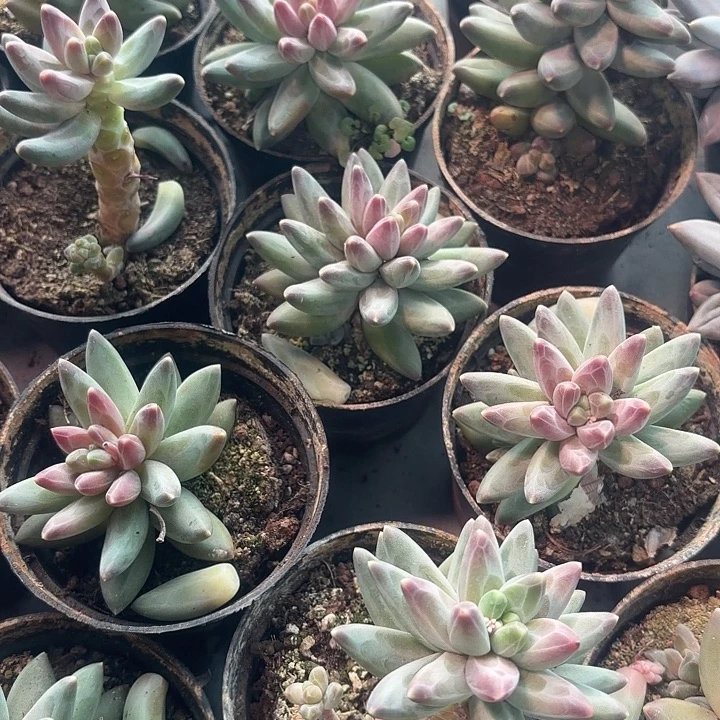 乌拉克拉多肉植物