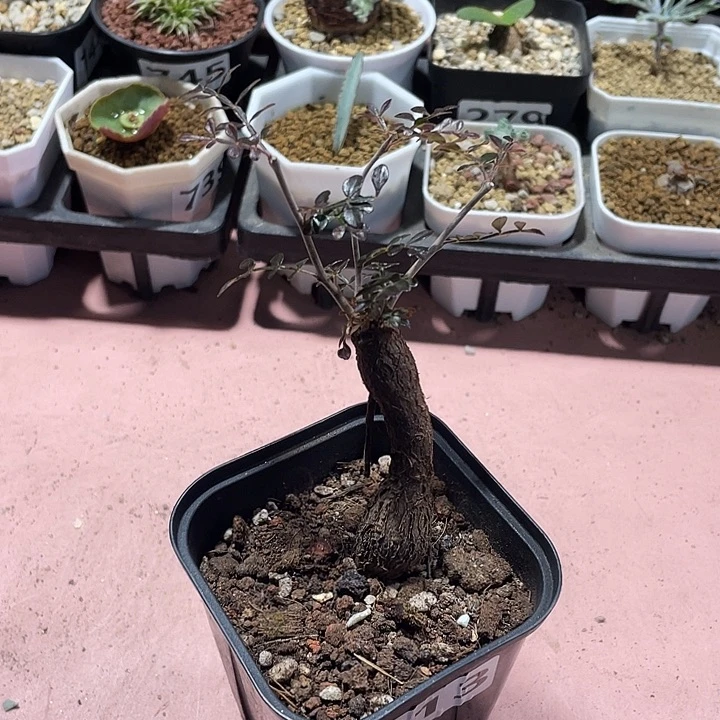 613列加漆树块根植物