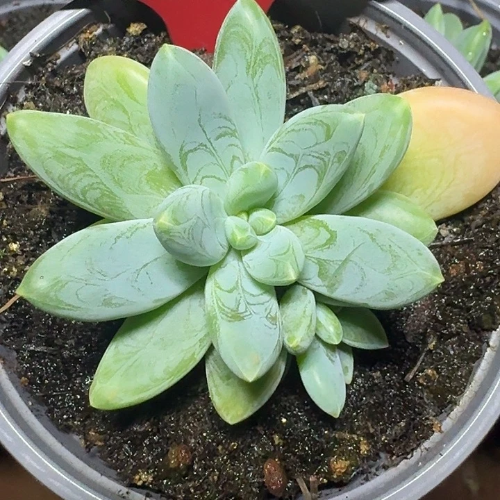 阿蒂斯托696多肉植物