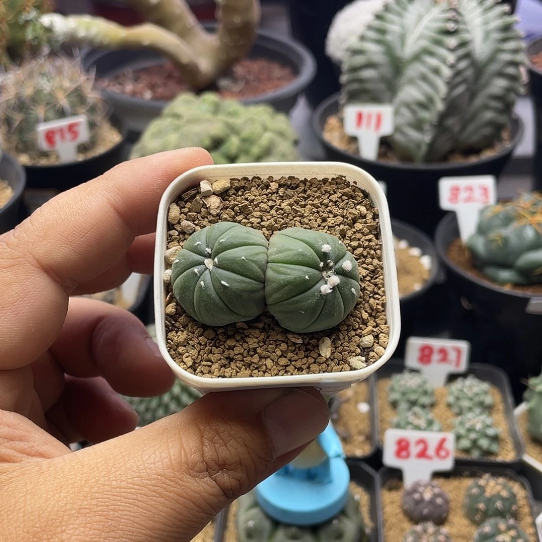 实生双头指纹超兜仙人球