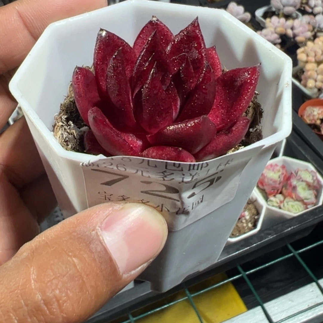 725号不知名一物一拍