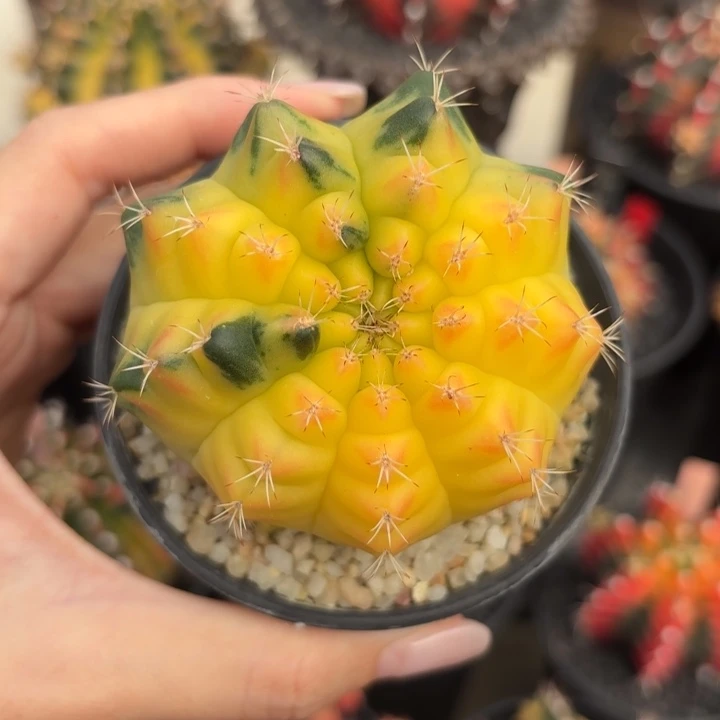 泰国米哈太阳皇冠R021-0103