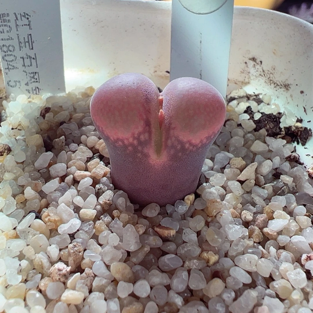 1125-408多肉多肉红宝石