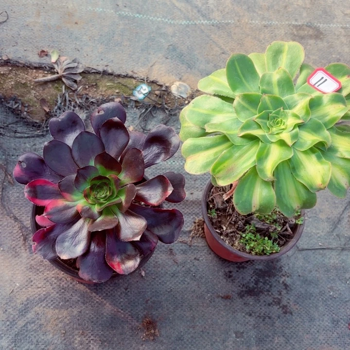 组合两个法师多肉11