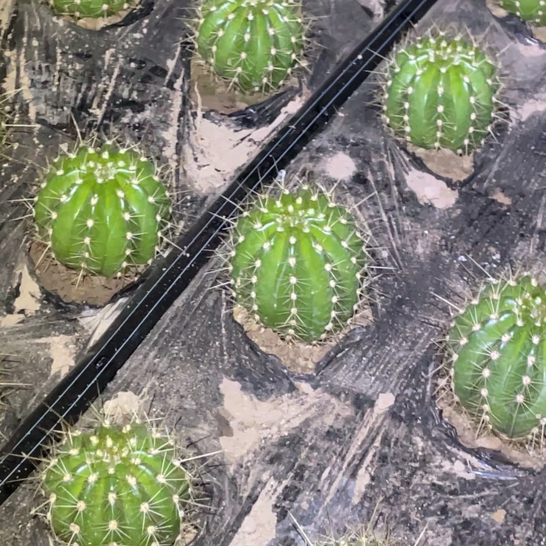 3–584脱土脱盆摘花满20包邮