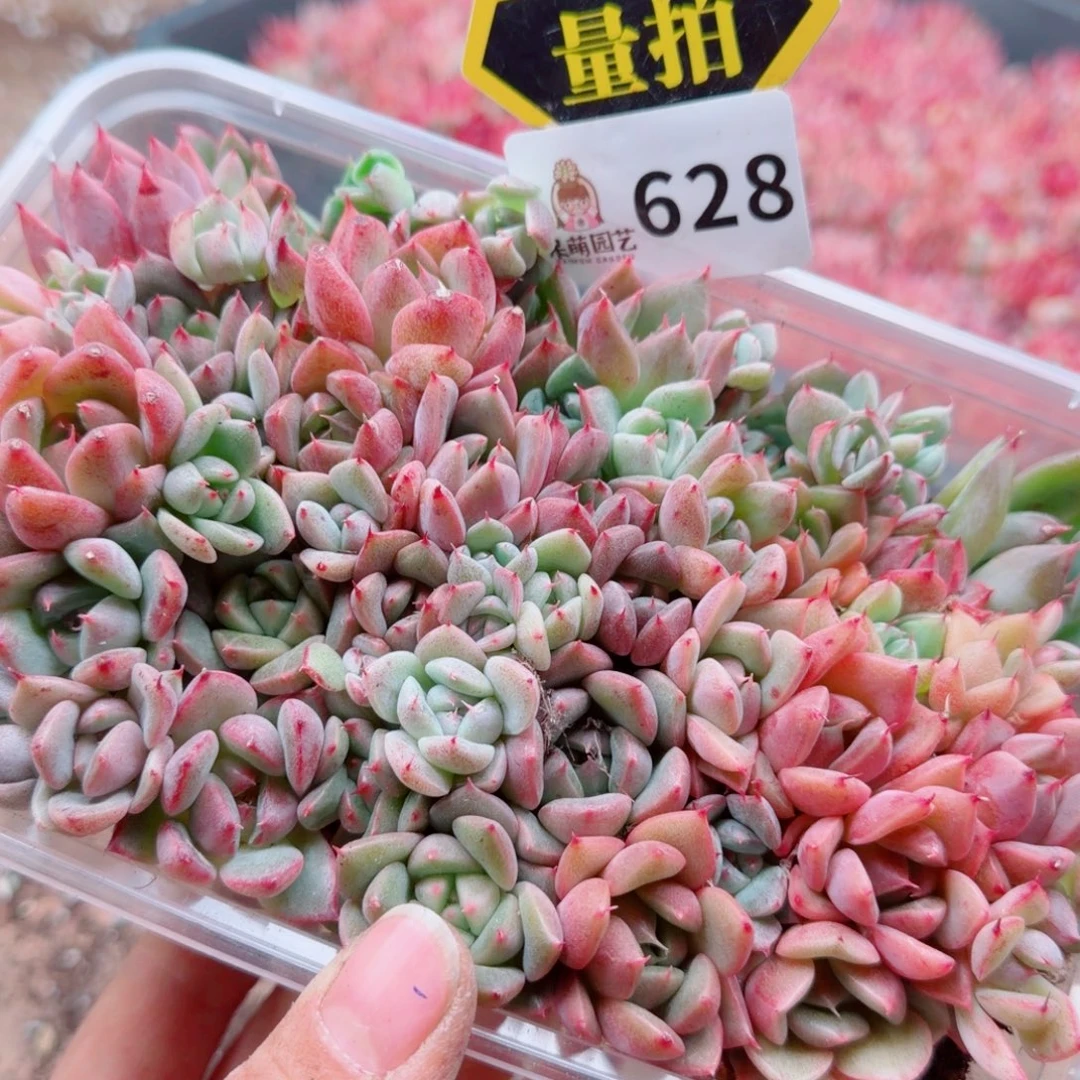 多肉植物多肉植物