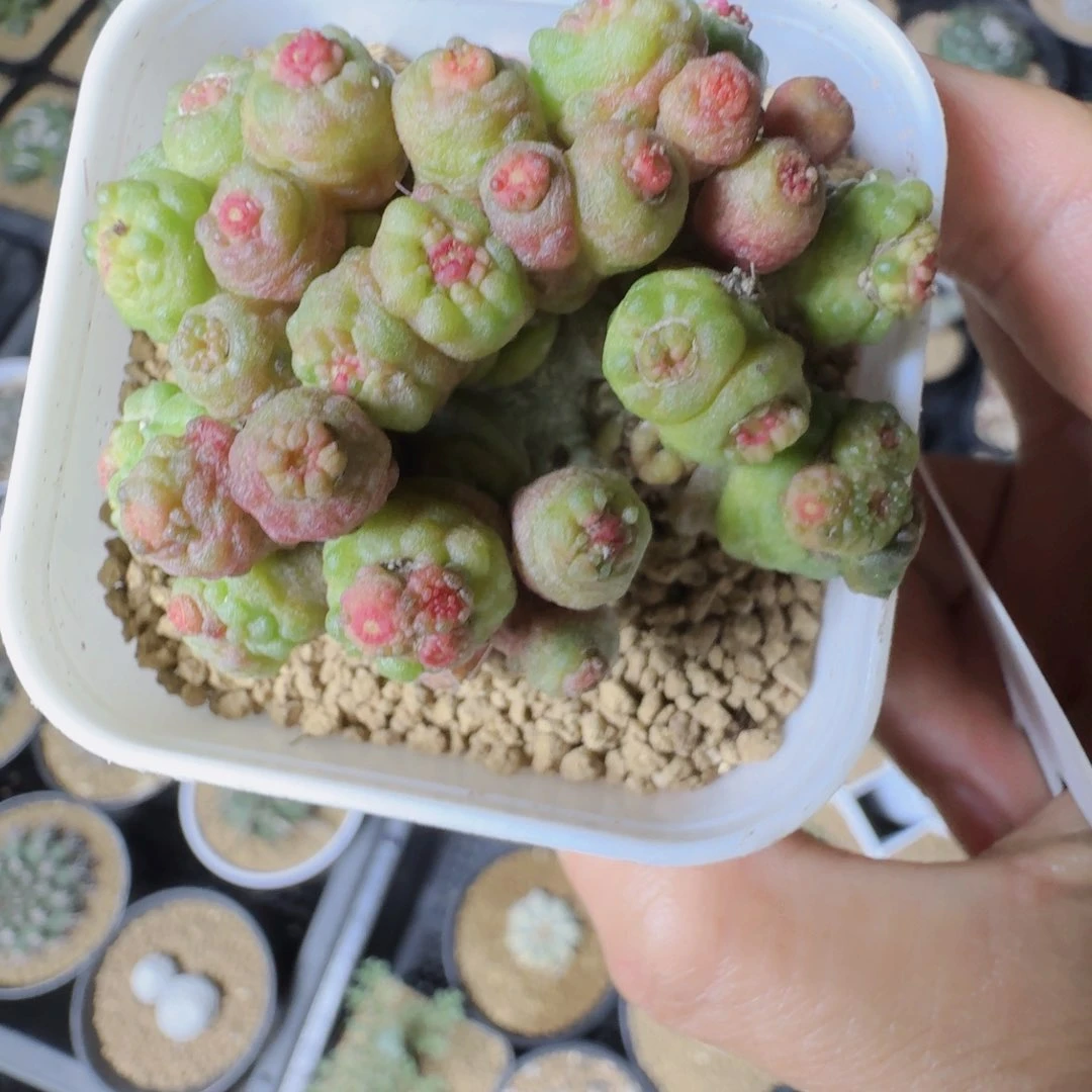 初*577高砂石化带盆发货