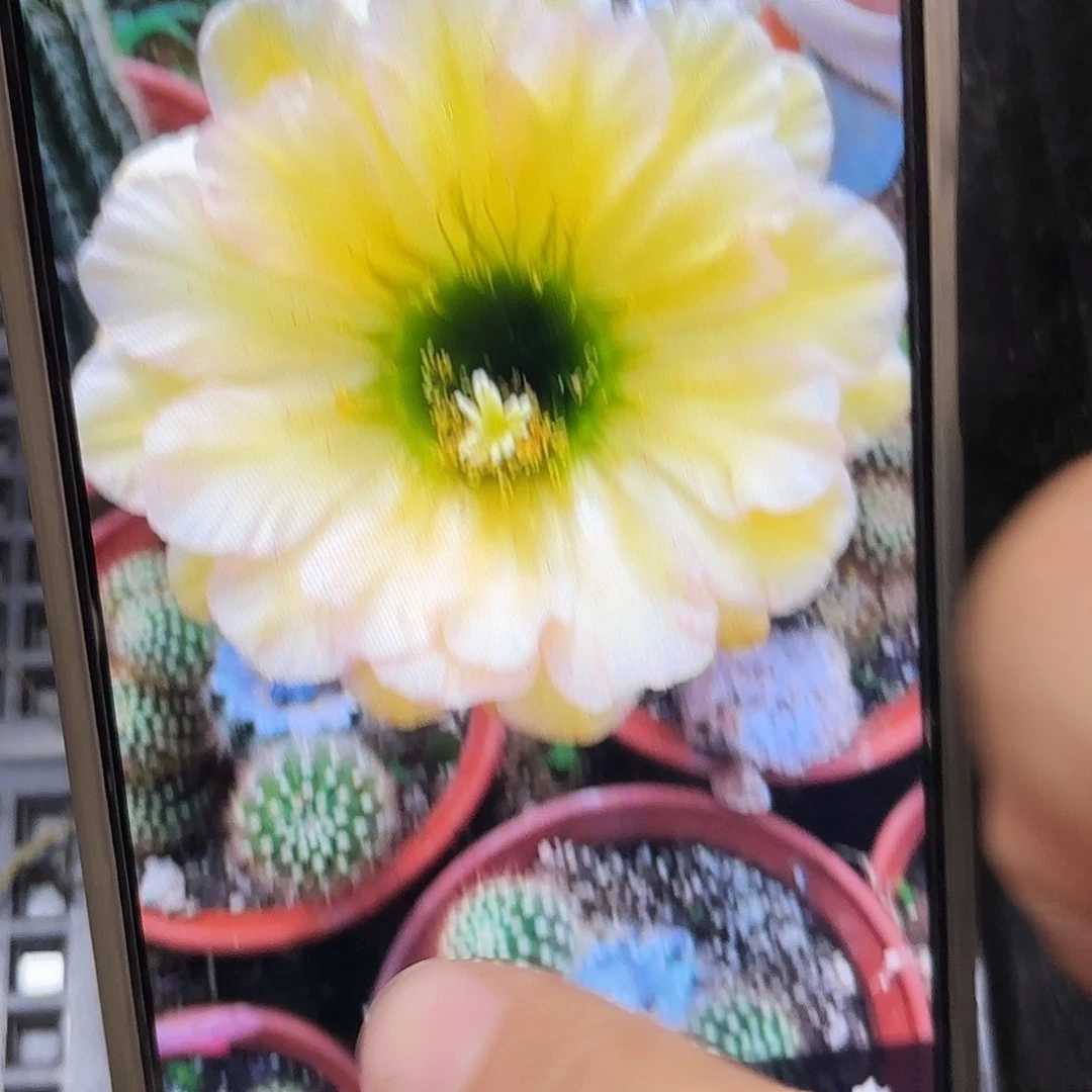 绿眼睛毛无根侧牙20包邮50