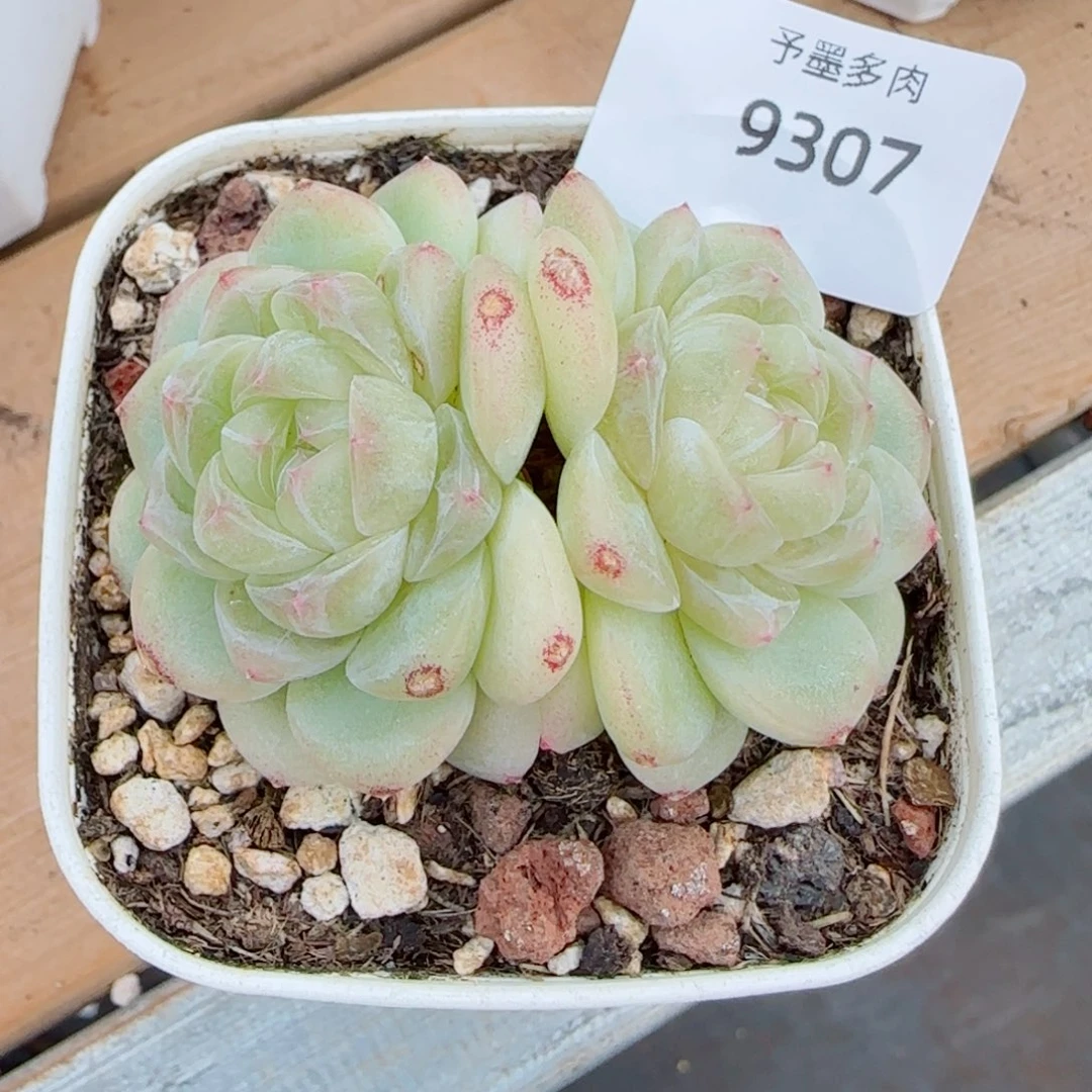白财，9307多肉植物