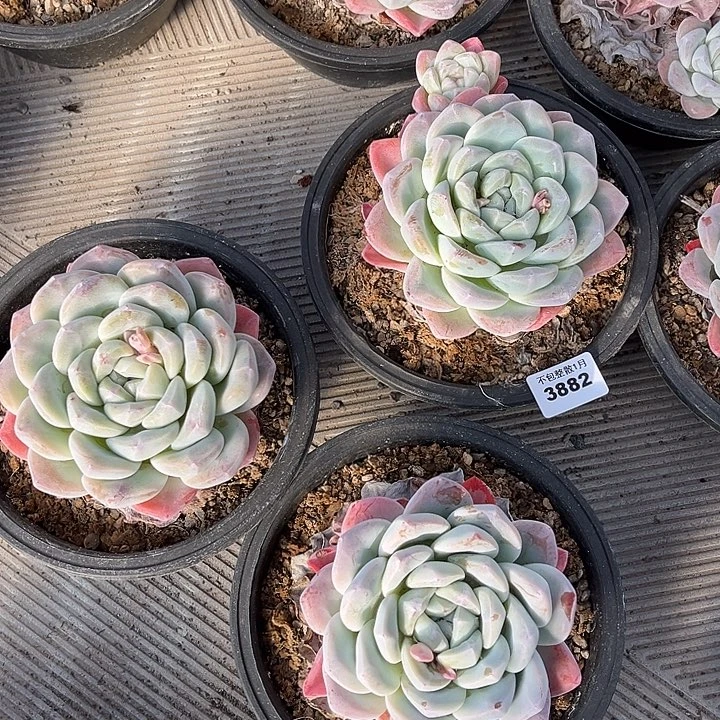 阿雅园艺。      3882三颗