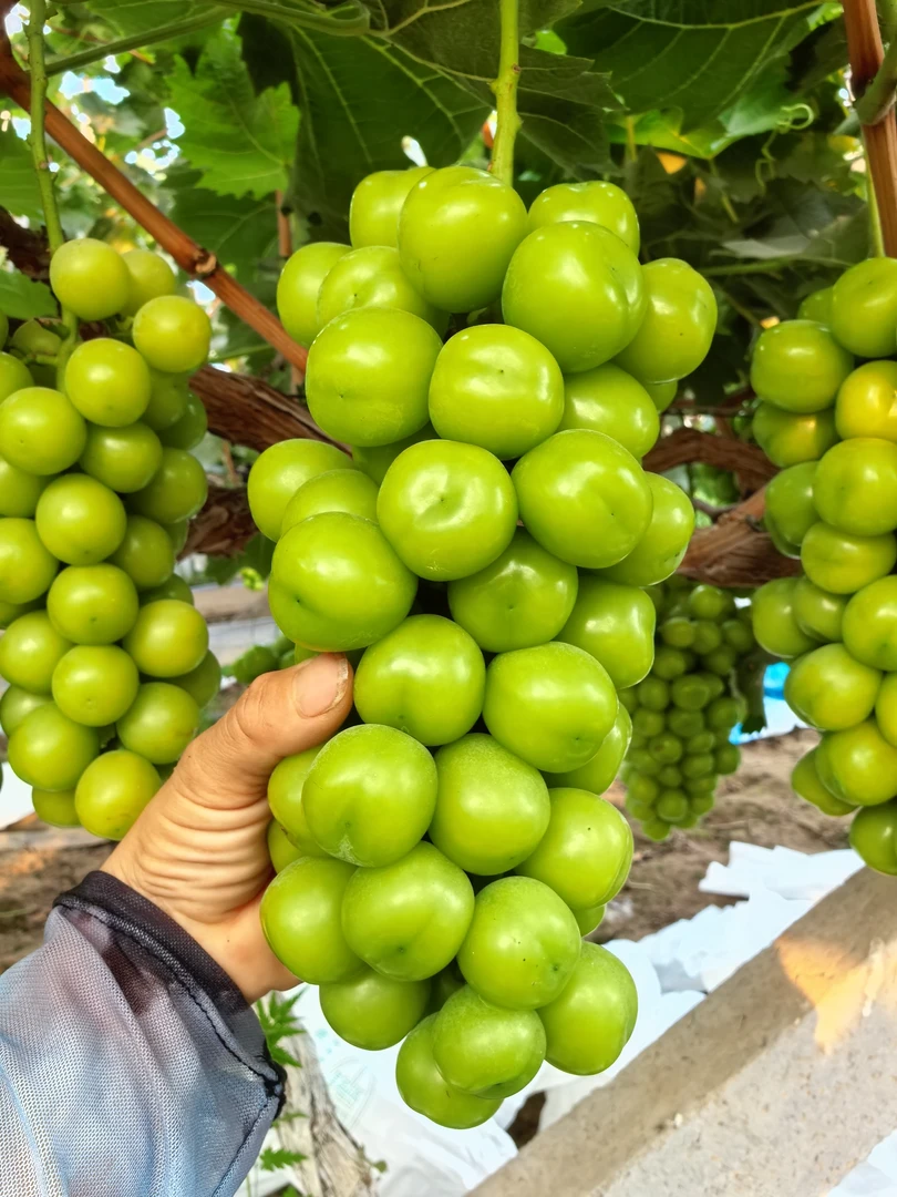 顺丰包邮正宗阳光玫瑰青提子当季新鲜水果现摘现发