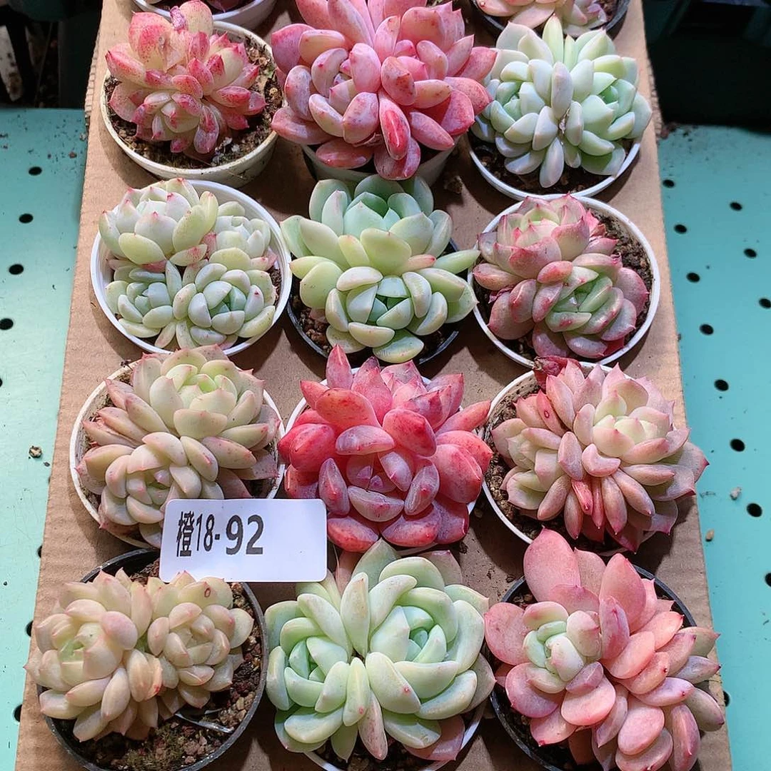 小****喜18-92一物一拍带盆18颗。