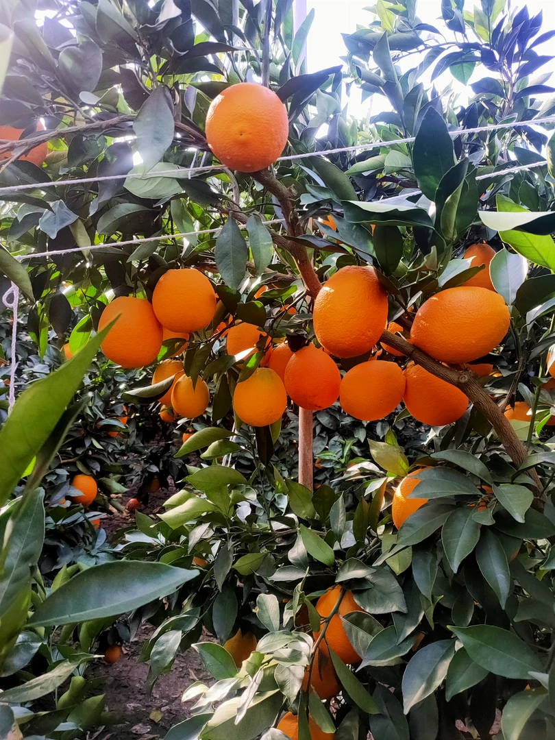 正宗脐橙新鲜现摘多汁香甜当季水果产地直发