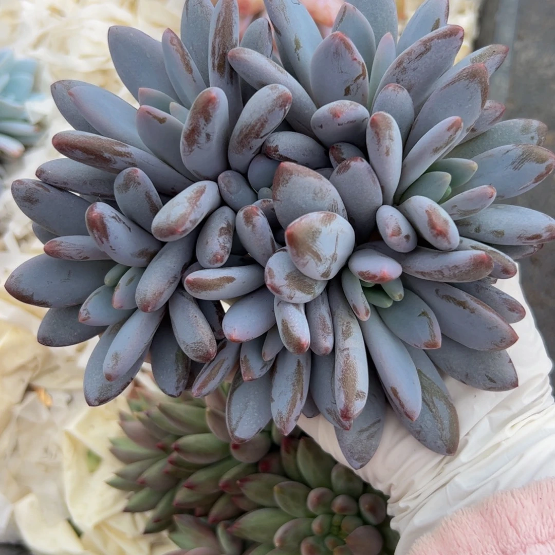 爱***妞橙龙自然群多肉植物