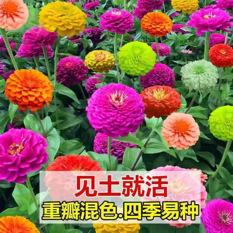 百日草花种子四季播种百日菊多年生耐寒花期长草本花种子花色艳丽