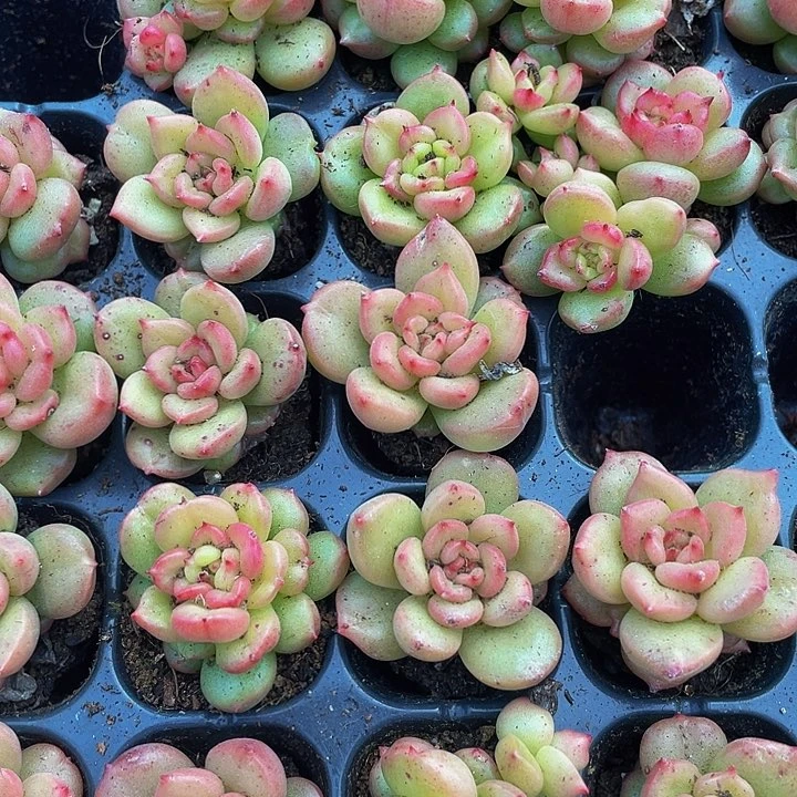 小苹果花1元带土发