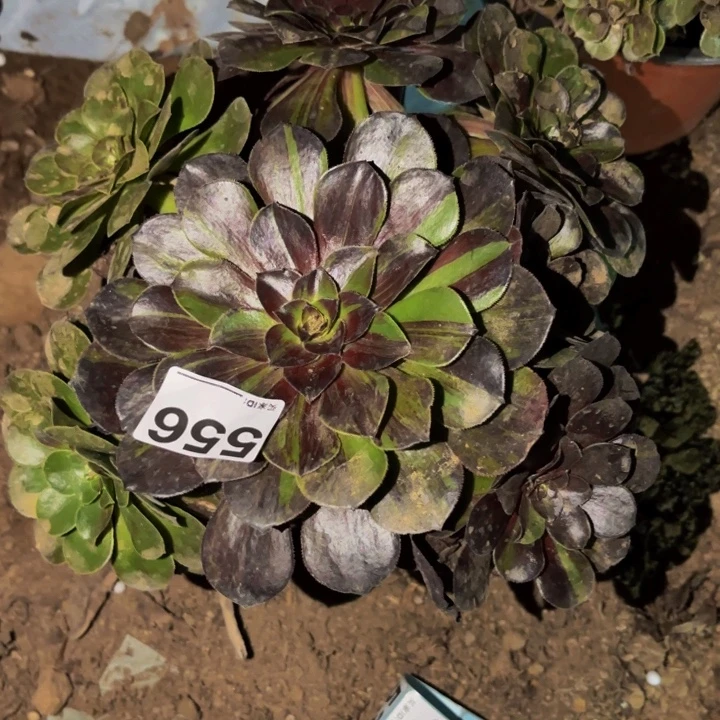 556黑体花月夜多肉植物不售后