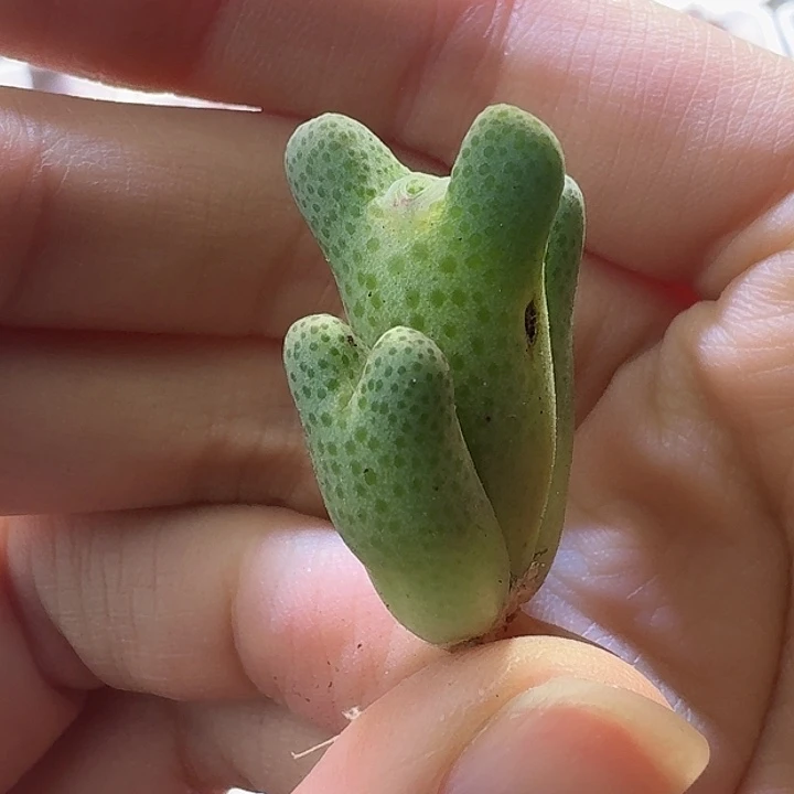 25号955斑马三头1 1.3 1.6