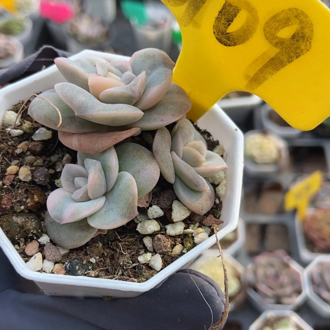 6109可爱玫瑰锦多肉