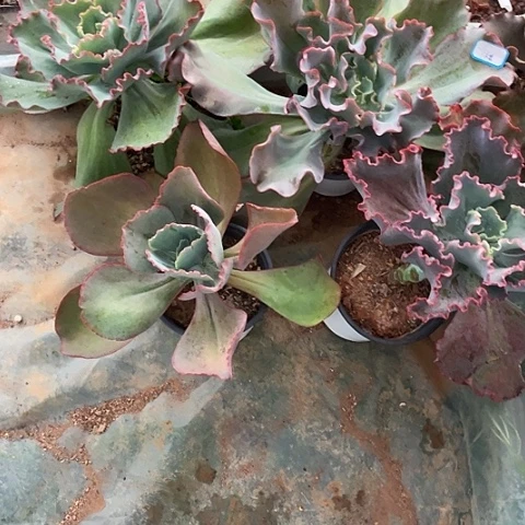 @***姐6 7号包菜系列多肉植物带赠品4棵