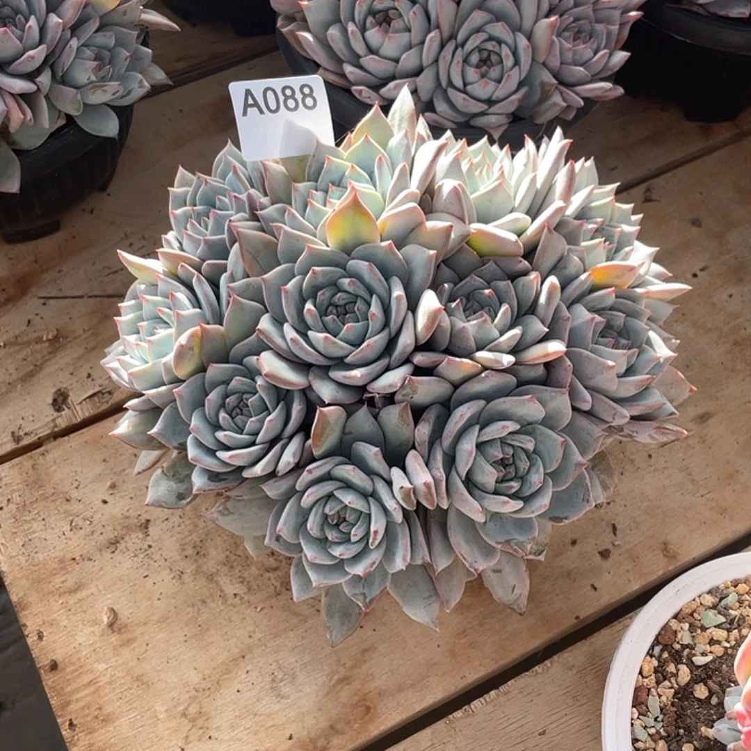 獒***哥088多肉植物多肉植物