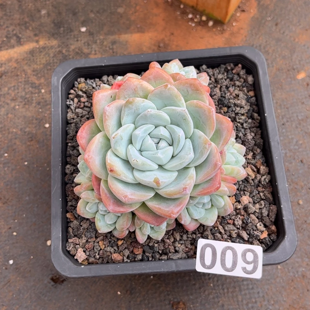 是***a009号新疆西藏内蒙古不包邮