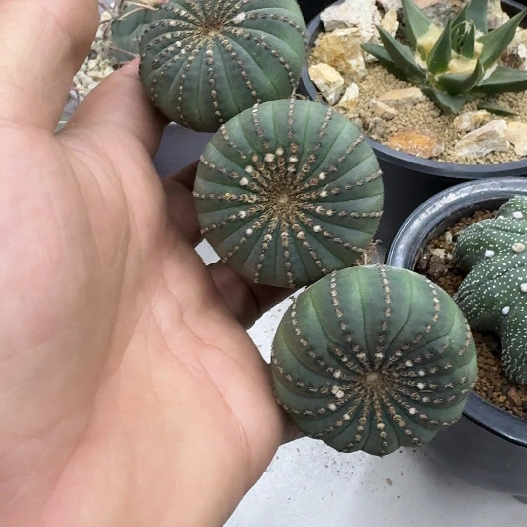 实生三个士童仙人球68
