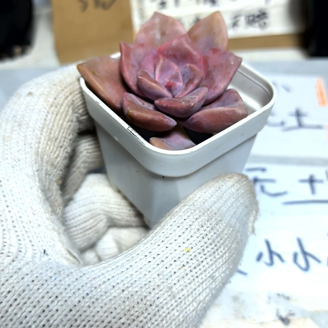 满6元包邮，紫乐俩颗