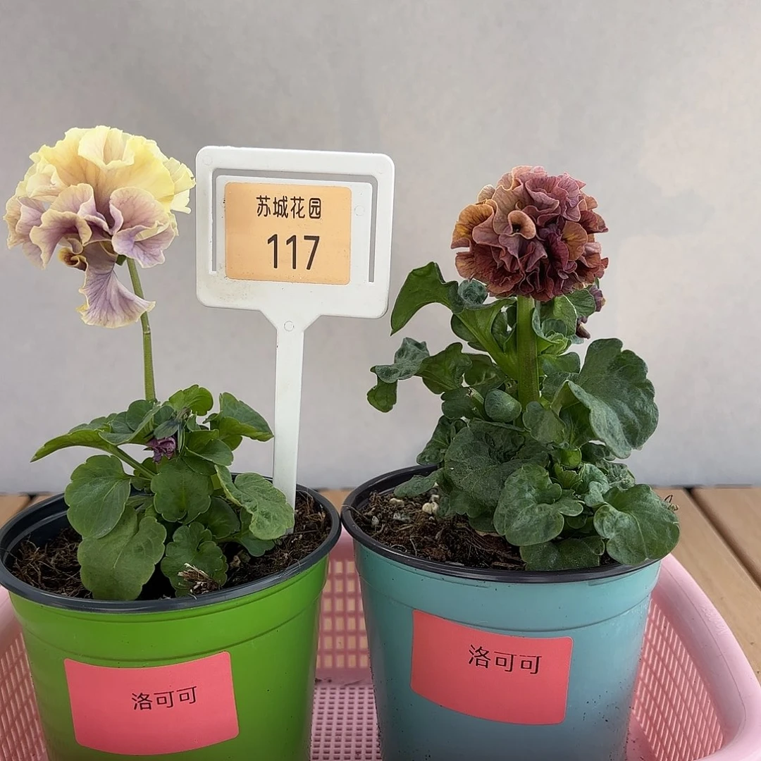 大部分开放少量花苞117