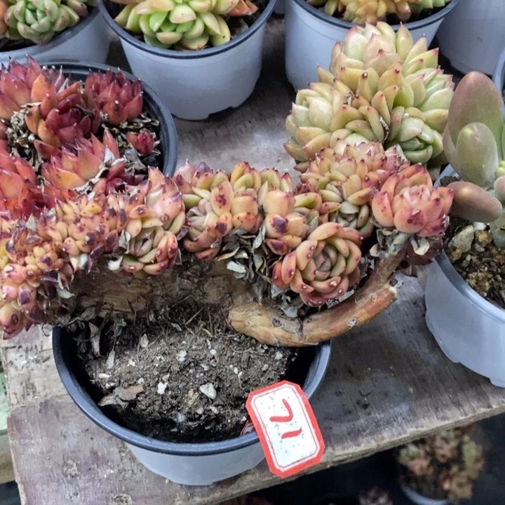 七*一物一拍绿意东云71