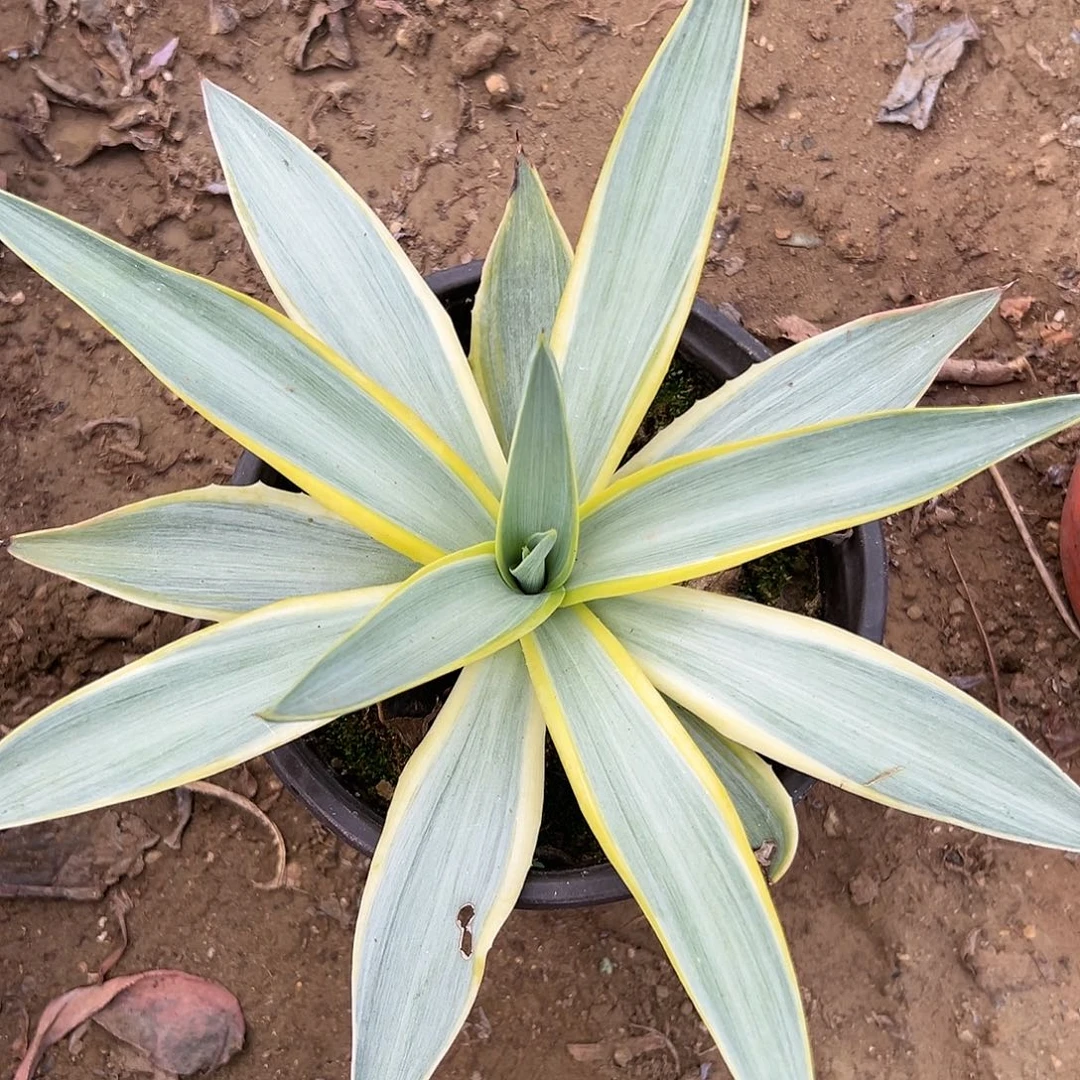 银河旅人杜呃呃呃呃呃哦哦