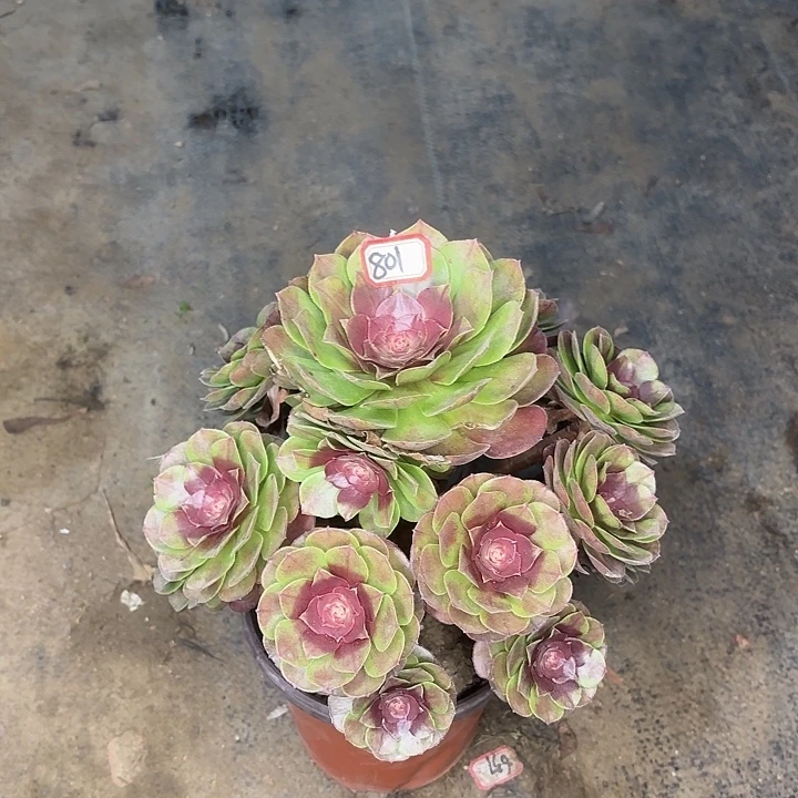 变异万801多肉植物