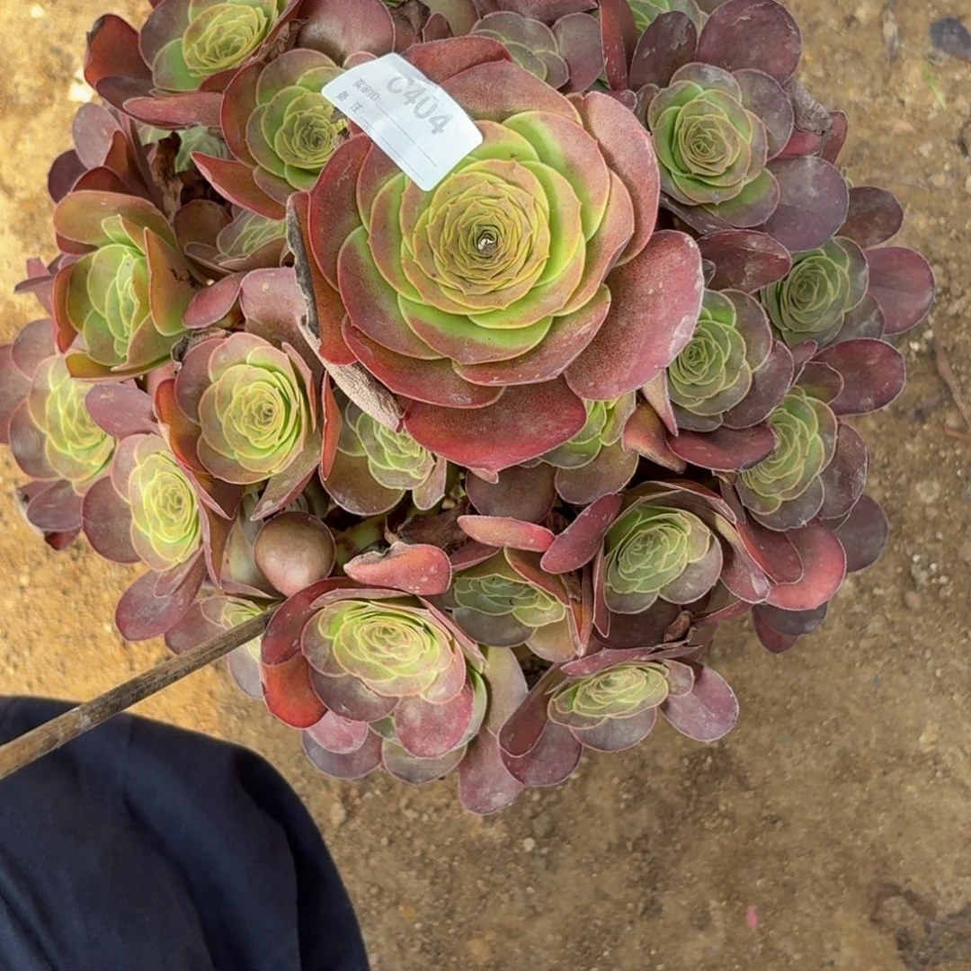 404魅金多肉植物发货