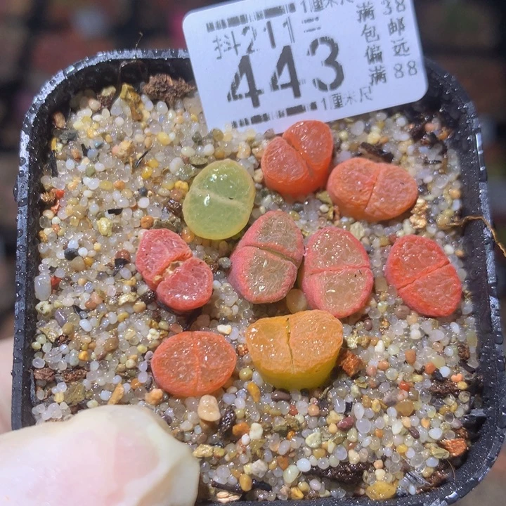 精品生石花211.443