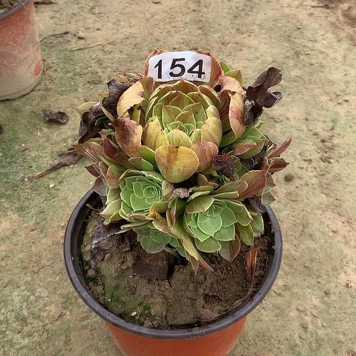 无花朵紫*154花月夜多肉植物